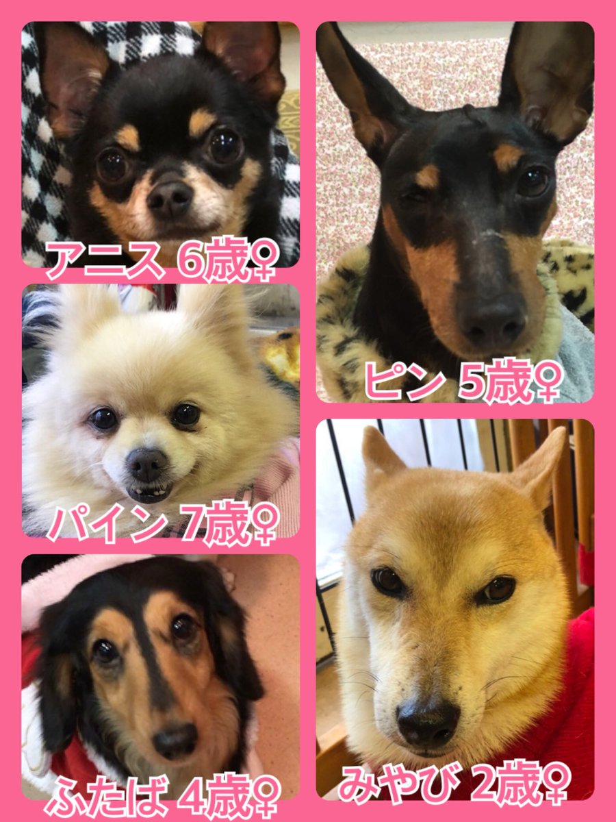 🐾今日の里親様募集中ワンコ🐶メンバーです🐾2018,12,29